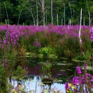 Rachitan-Lithrum Salicaria