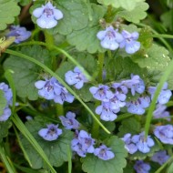 Rotunjoara-Glechoma Hederacea