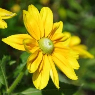 Rudbeckia Hirta Irish Eyes