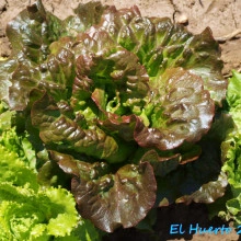 Salata Iceberg-Maravilla de Verano - Img 2