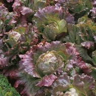 Salata Marvel 4 Seasons - Img 3