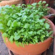 Salata minerului-Claytonia Perfoliata