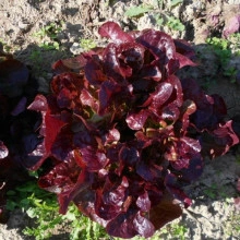 Salata Rossa Ricciolina