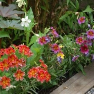Salpiglossis sinuata mix - Img 7