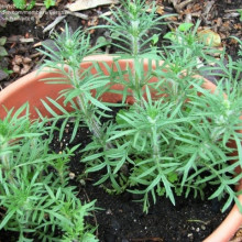 Salvia Jurisicii