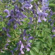 Salvia Miltiorrhiza-Red Sage - Img 3