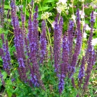 Salvia Nemorosa - Img 2