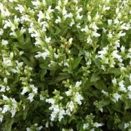 Salvia Off.Albiflora