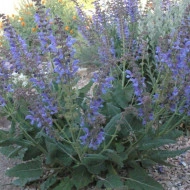Salvia Transilvanica - Img 2