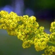 Sanziene galbene-Galium verum - Img 4