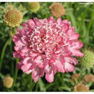 Scabiosa atropurpurea mix