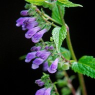 Scutellaria lateriflora-Gura lupului