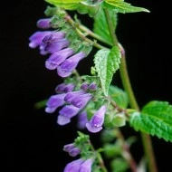 Scutellaria lateriflora-Gura lupului