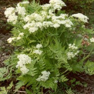 Smirna-Myrrhis odorata