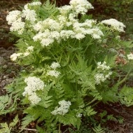 Smirna-Myrrhis odorata - Img 4