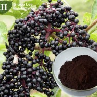 Soc-Sambucus nigra