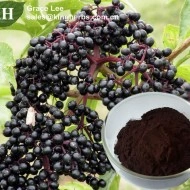 Soc-Sambucus nigra - Img 4