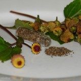 ﻿Spilanthes Acmella