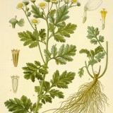 Spilcuta-Tanacetum parthenium - Img 2