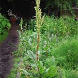 Stevia-Rumex patientia