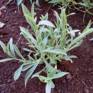 ﻿Stridolo-Silene vulgaris