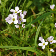 Stupitul Cucului-Cardamine Pratensis