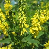 Sulfina-Melilotus officinalis - Img 5
