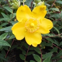 Sunatoare decorativa-Hypericum Monserianum - Img 6