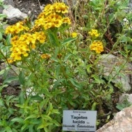 Tarhon Mexican-Tagetes Lucida - Img 7