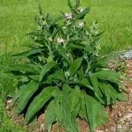Tataneasa-Symphytum officinale