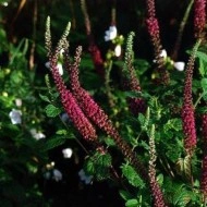 Teucrium hyrcanicum Purple Tails - Img 3