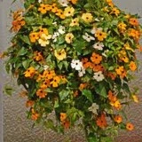 Thunbergia alata mix-Suzana cu ochi negrii - Img 1