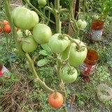 Tomate Buzau 50