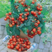 Tomate cherry Gartenperle