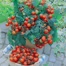 Tomate cherry Gartenperle - Img 4