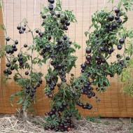 Tomate cherry Indigo Rose
