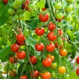 Tomate cherry Supersweet 100 F1