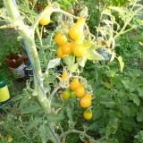Tomate cherry Yellow Pearshaped