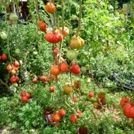 Tomate Coeur d'Albenga - Img 6