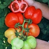 Tomate Gogosar - Img 1