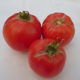 Tomate Naslada F1