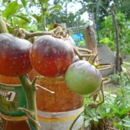 Tomate OSU blue