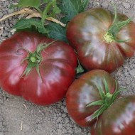 Tomate Purple Calabash