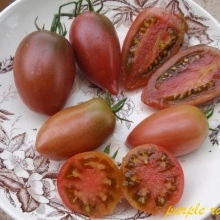 Tomate Purple Russian