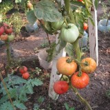 Tomate soi Romanesc Elisabeta