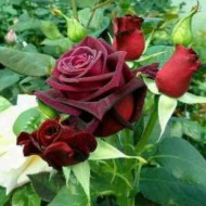 Trandafir Black Baccara