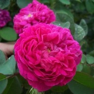 Trandafir de dulceata Rose de Rescht - Img 5