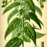Urzica-Urtica dioica