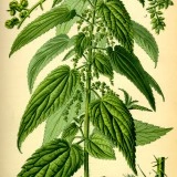 Urzica-Urtica dioica - Img 2