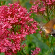 Valeriana rosie-Centranthus ruber